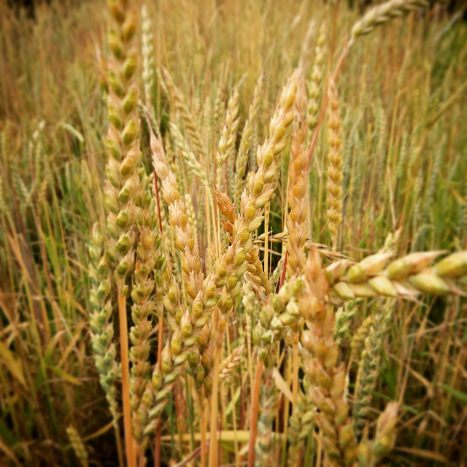 古代小麦。スペルト小麦を育てて収穫してみた。