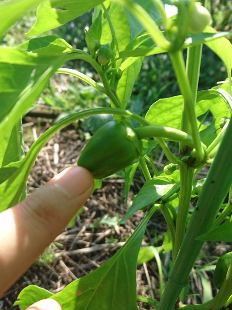 自然栽培 自家採種 ピーマンを育ててみよう ピーマンの種をとる Do Natures ドゥネイチャーズ 自然栽培 自然農 ナチュラルスタイル