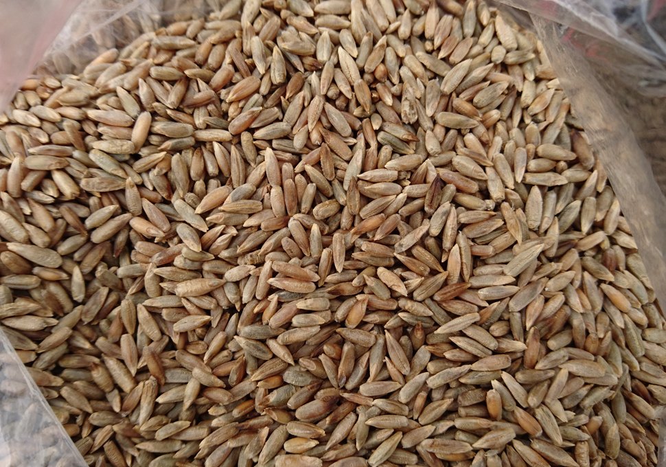 農薬不使用　自然栽培　ライ麦　40ml